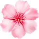 pngtree pink flower cute png image_10448174 3